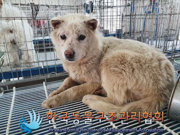 한국동물구조관리협회_441560202300228